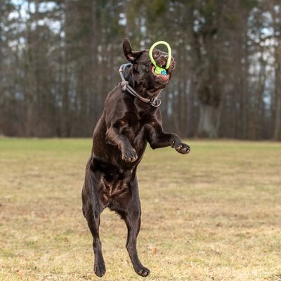 Hundespielzeug Limoen Ball & Seil