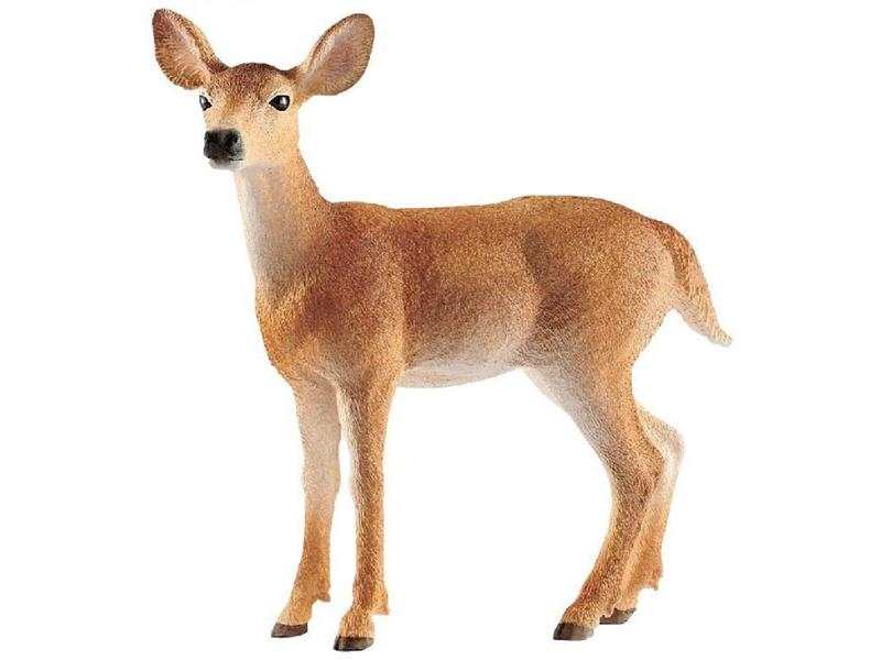 Biche de Virginie