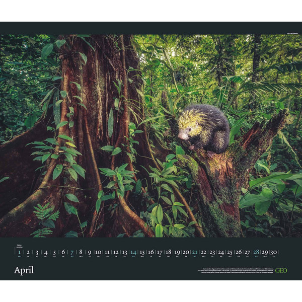 GEO EDITION: TIERWELTEN 2024 - WAND-KALENDER - TIER-KALENDER - Kalender