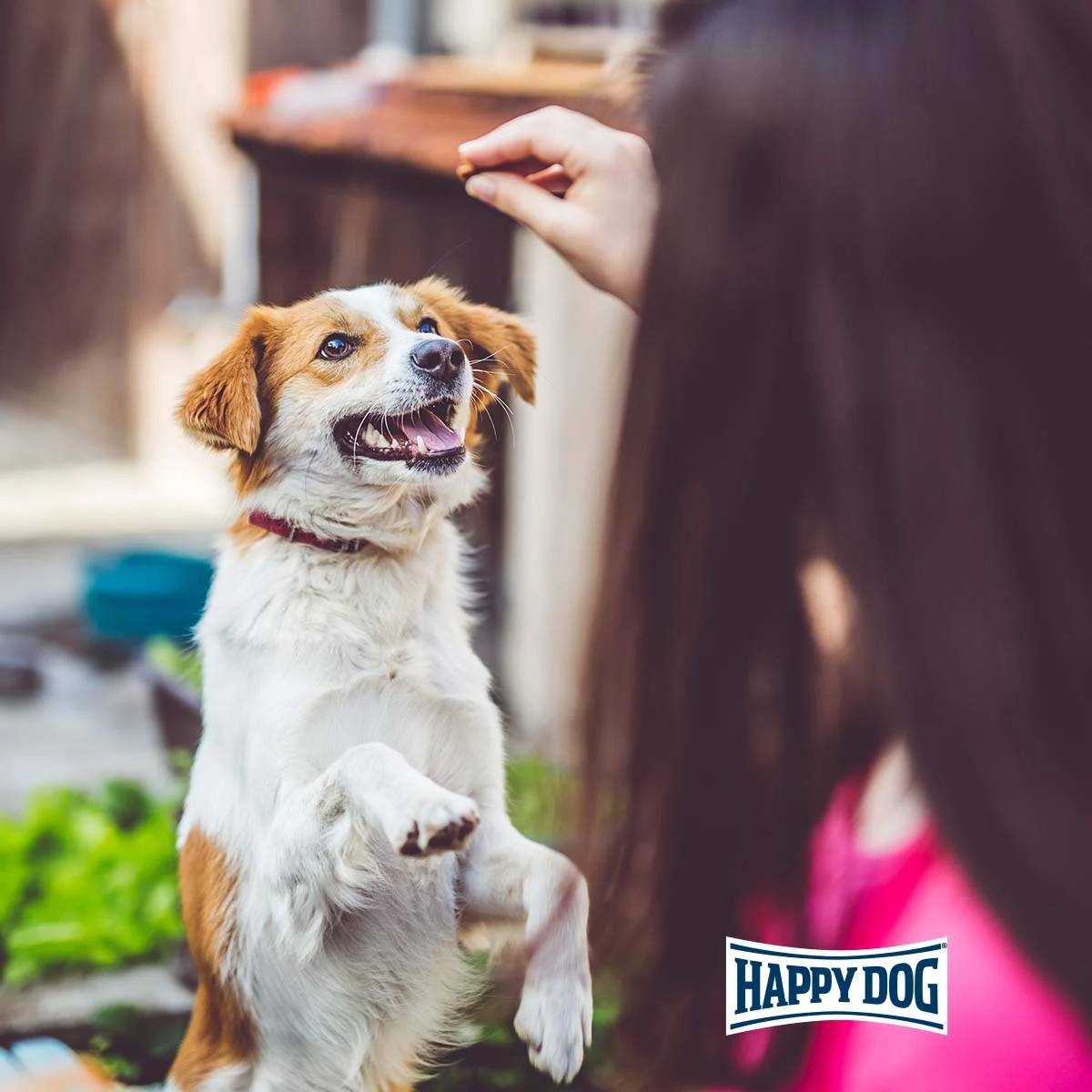 Happy Dog SoftSnack Montana günstig kaufen bei ZooRoyal