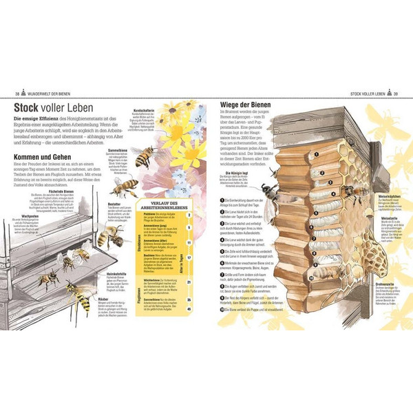 Das Bienen Buch - Sachbuch