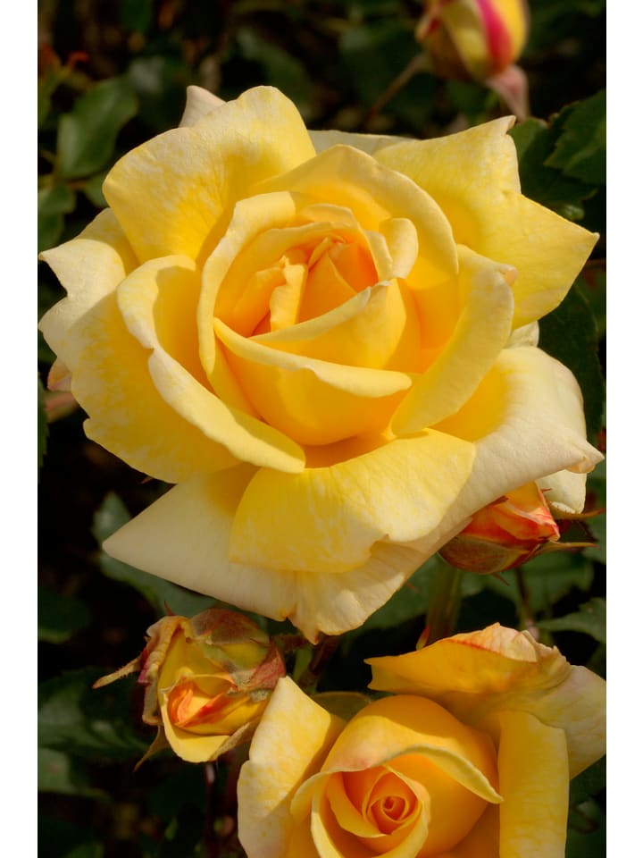 OH2 4er-Set: Duftende großblumige Gartenrosen in Gelb günstig kaufen onesize