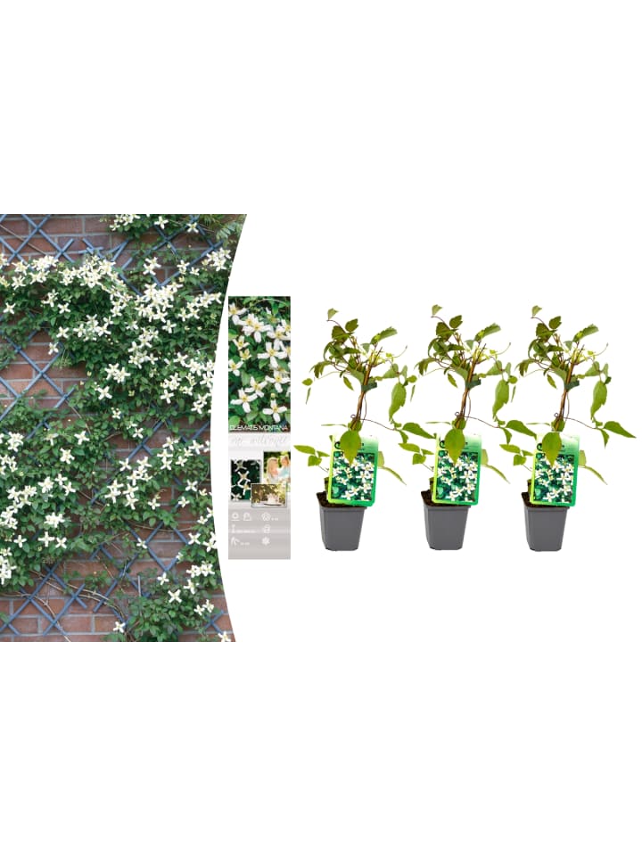 OH2 3er-Set Pflanzen Clematis montana Wilsonii in Weiß  günstig kaufen onesize
