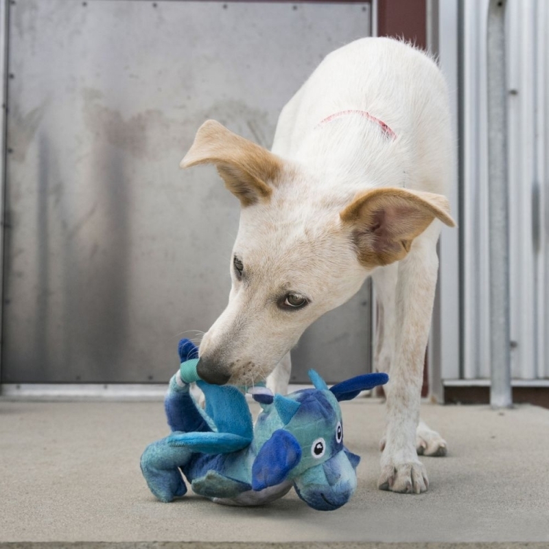KONG Kuscheltiere KONG Dragon Knots