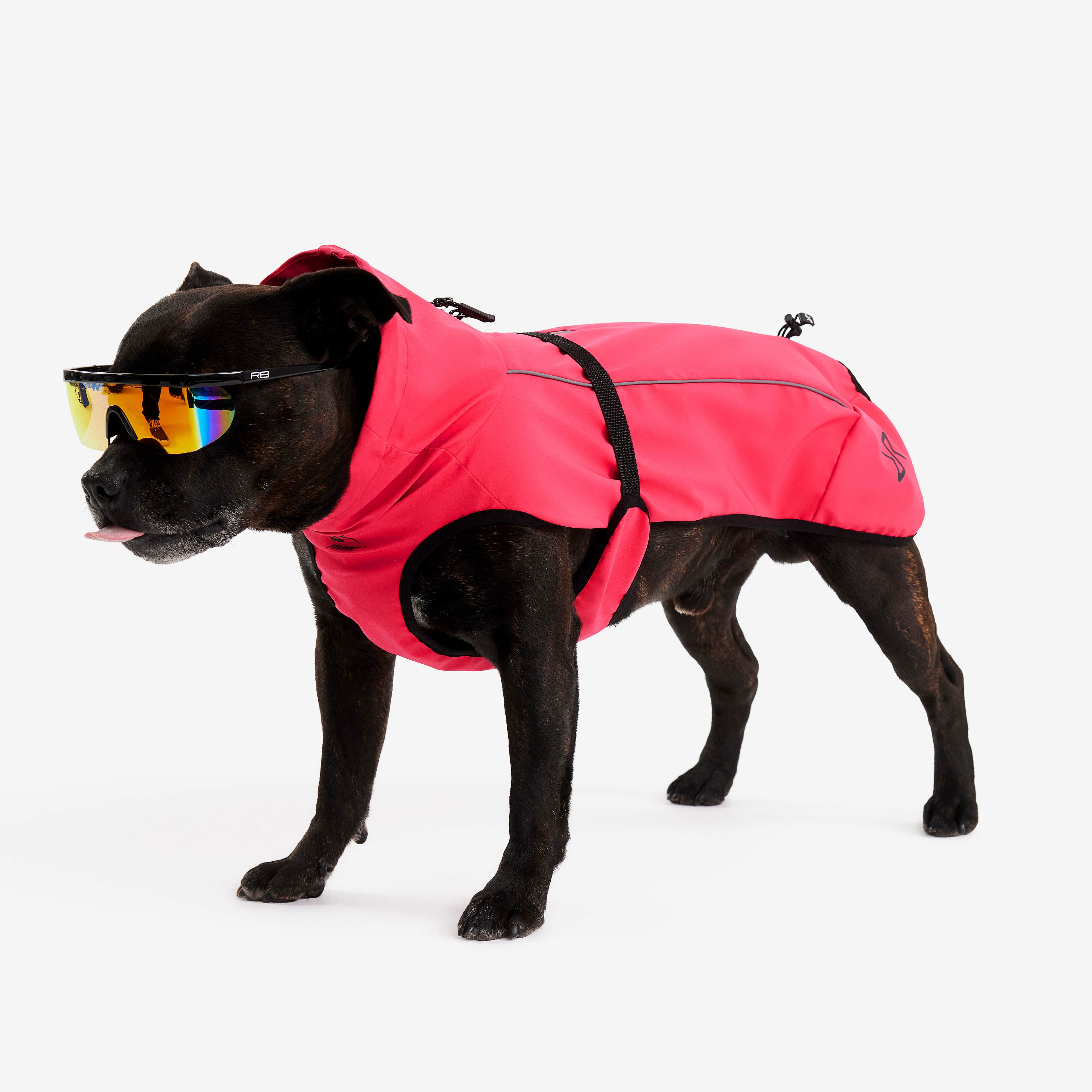 Cyclone Dog Jacket Chien Azalea