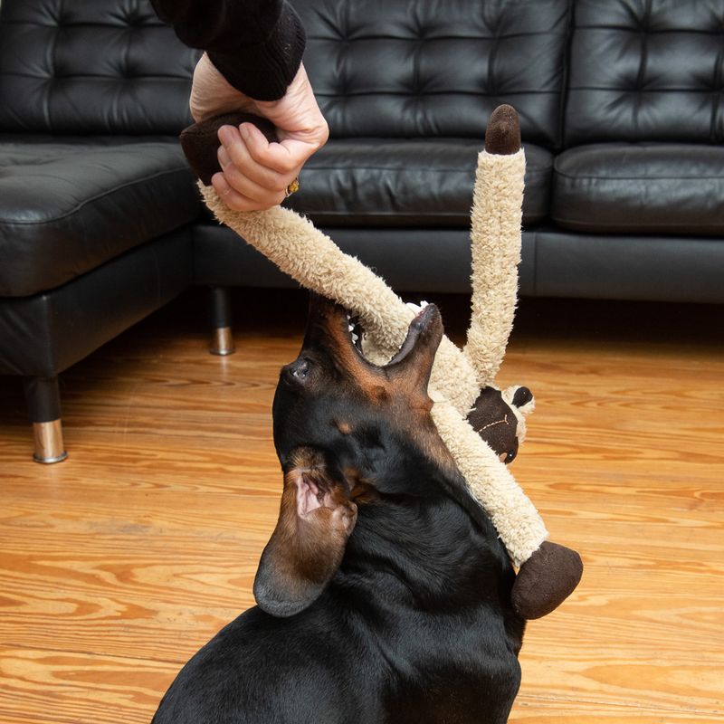 Hundespielzeug King Louiiie zu TOP-Preisen