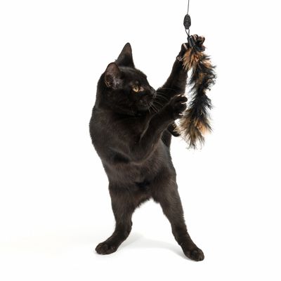 Katzenangel 3 in 1 XXL