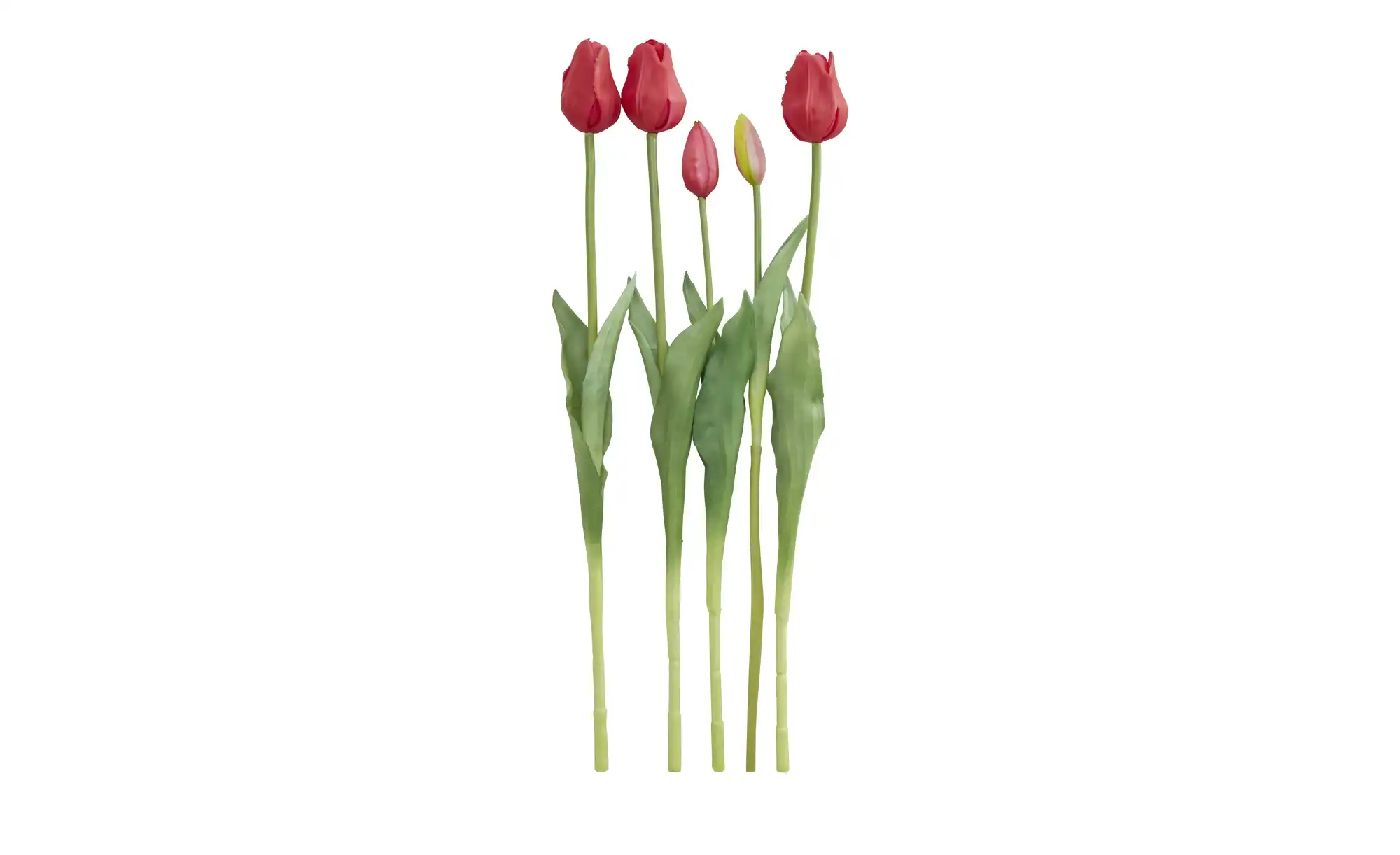 Französischer Tulpenbund