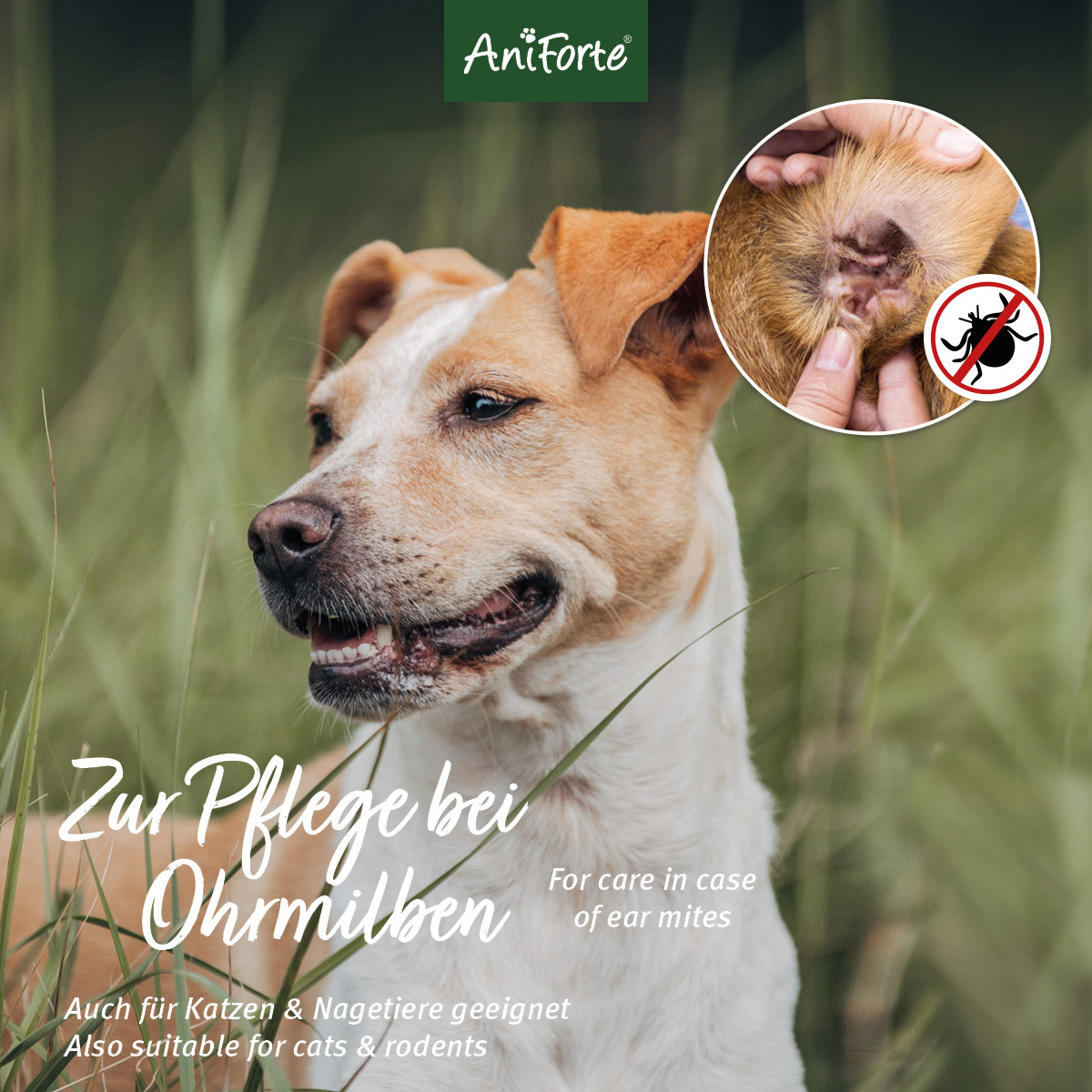 Aniforte Augen- & Ohrenpflege Aniforte Ohrmilbenöl 20ml
