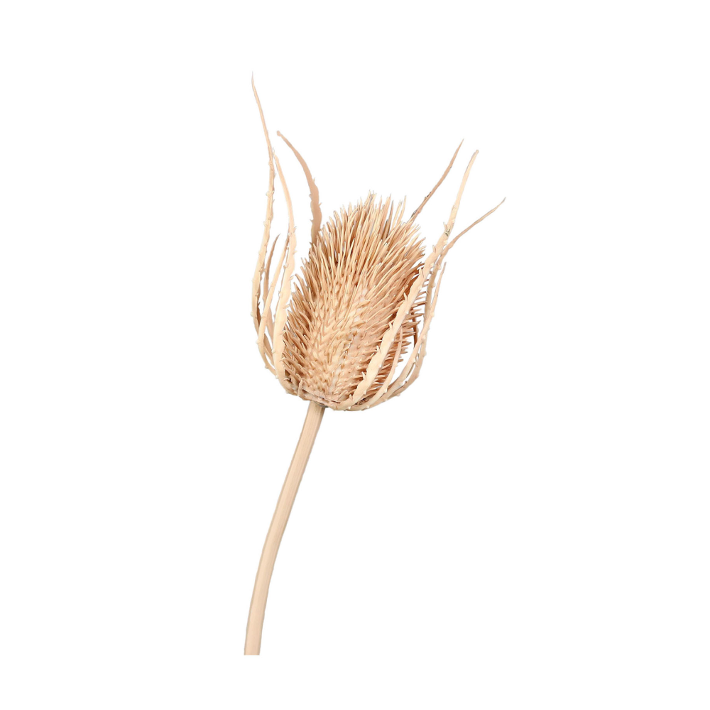 Distel cream