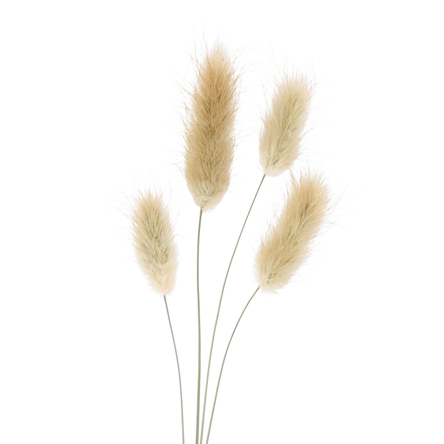 Lagurus-Gras, natur, 50–60 cm, 35–45 Stück