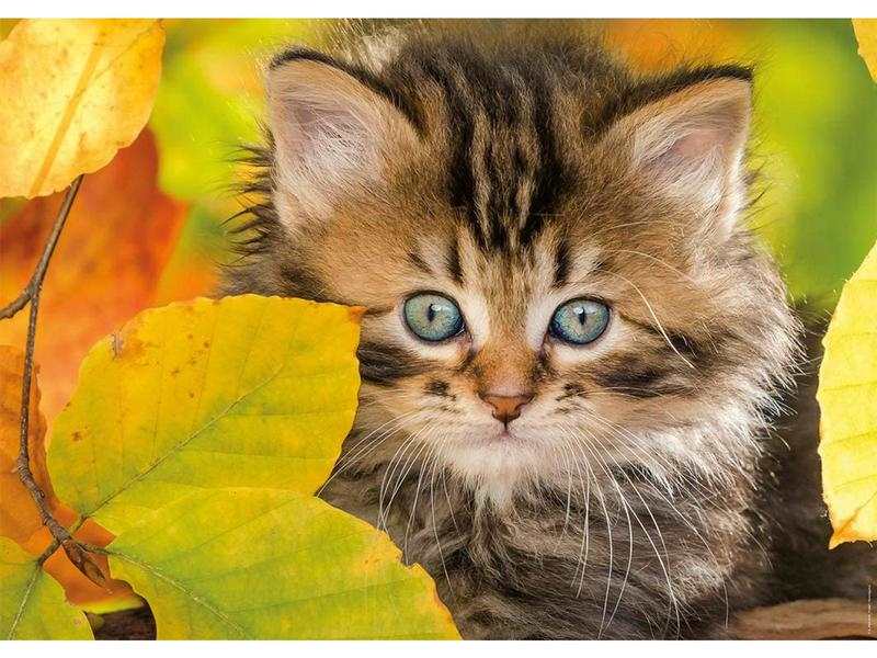 Puzzle 1500 pièces Chaton en automne