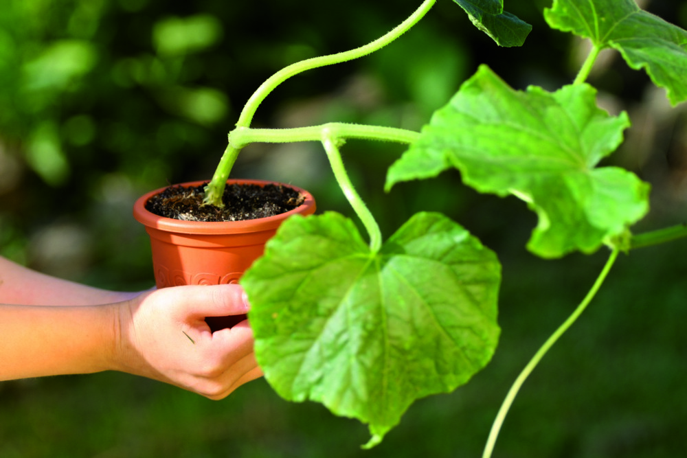 Protanic Powertec Garden Pflanztopf 