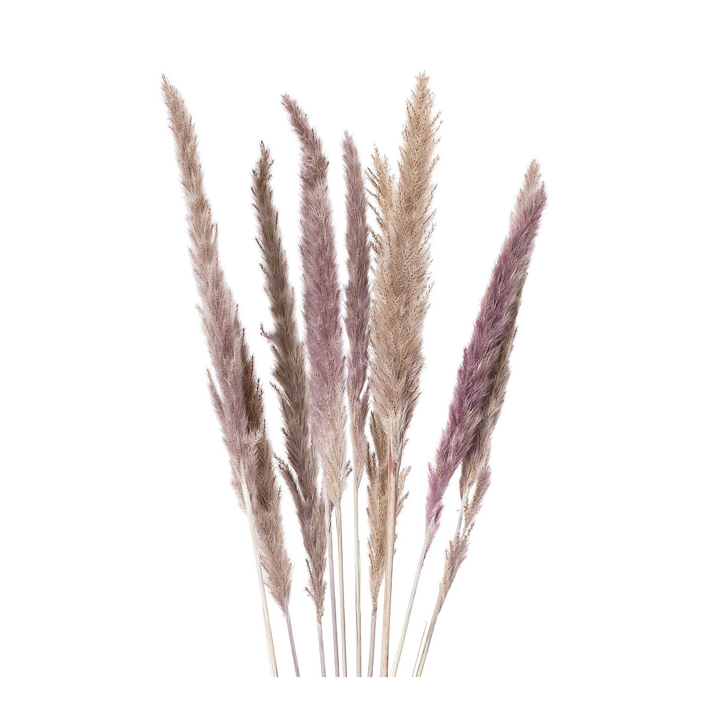 Pampas-Gras, natur, 50–60 cm, 10 Stück