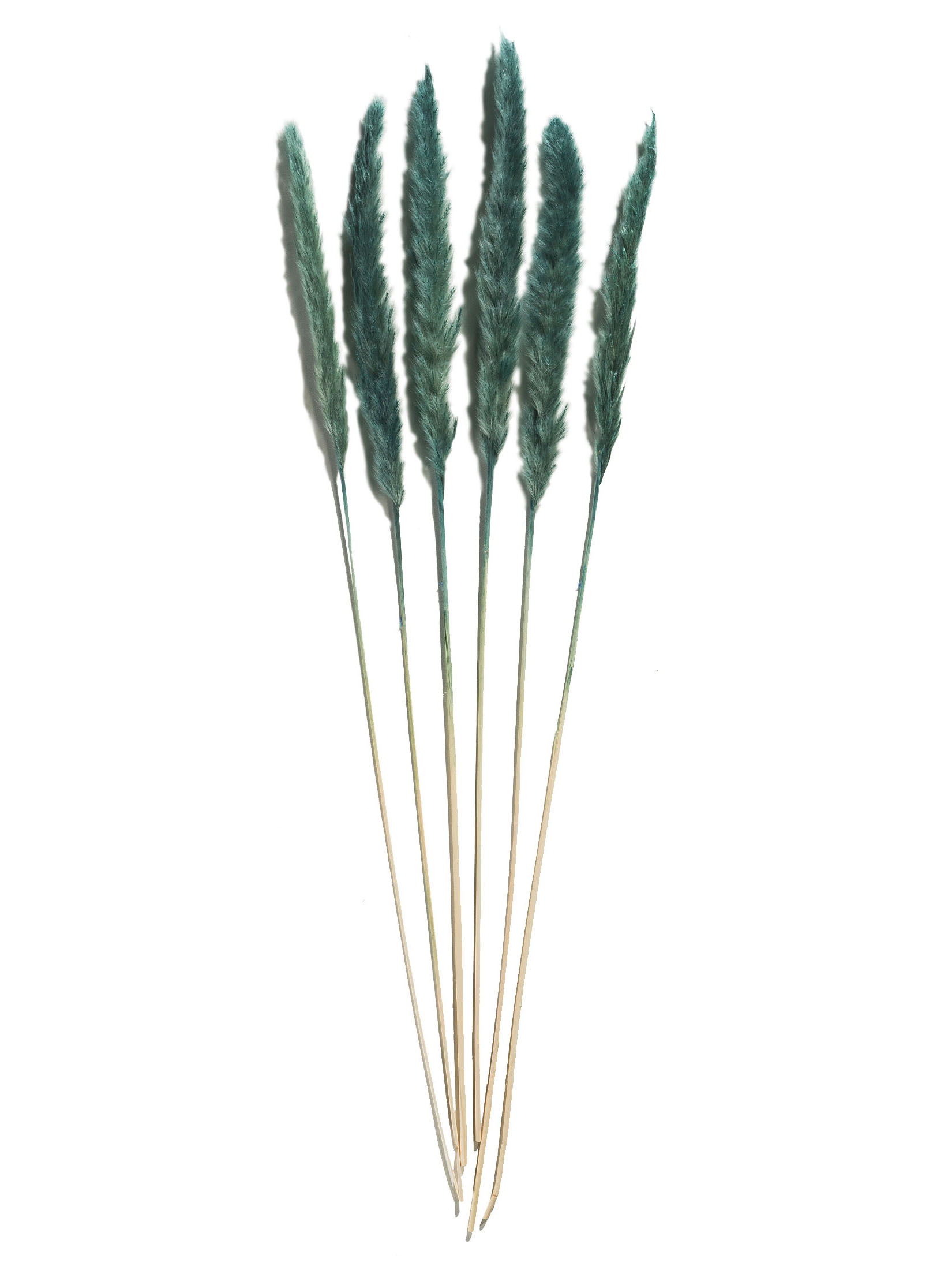 Pampasgrasbündel 6er Trockenblume, Country Blue