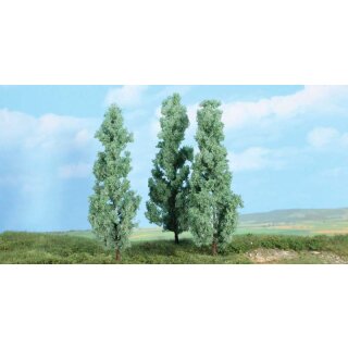 Siberpappeln 18 cm (3 Stk.)