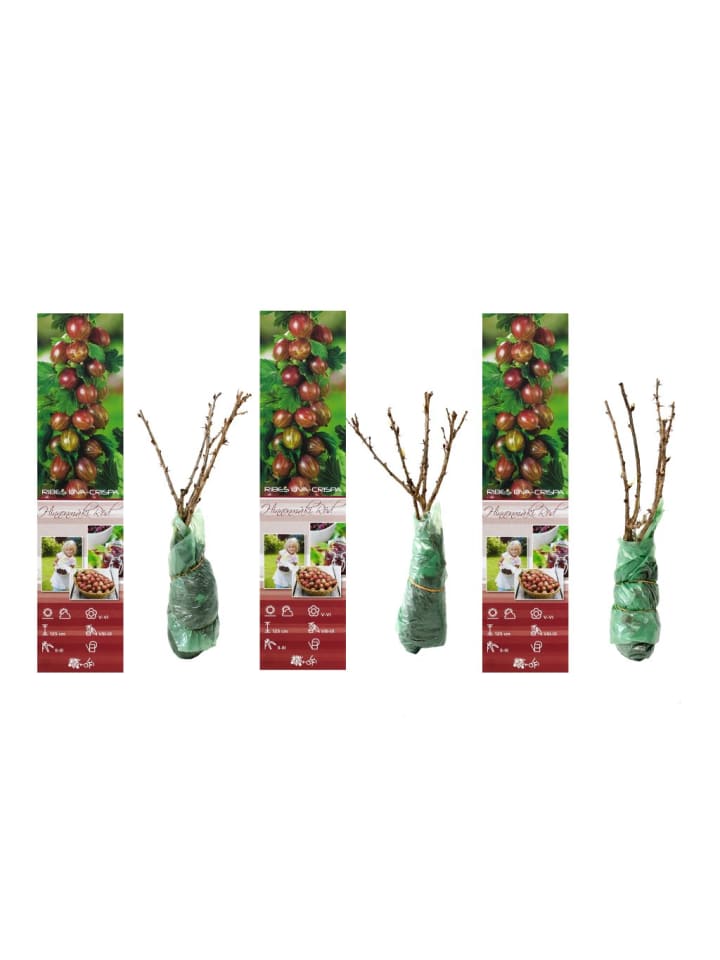 OH2 3er-Set Stachelbeeren in Rot günstig kaufen onesize