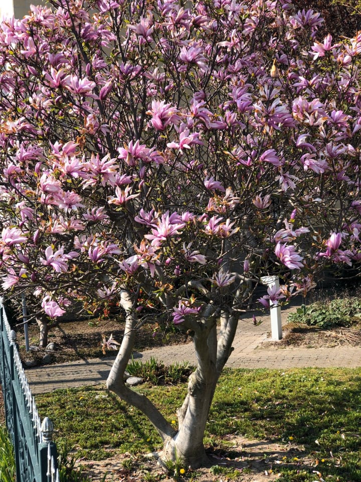 OH2 3er-Set: Magnolien in Bunt günstig kaufen onesize