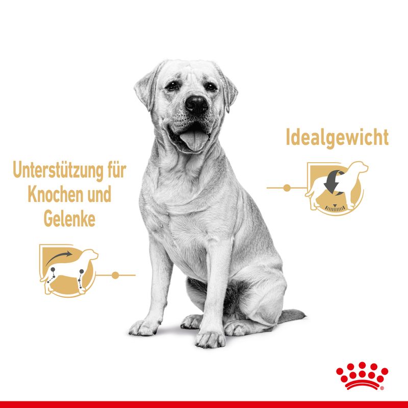 Royal Canin Labrador Retriever Adult in Soße