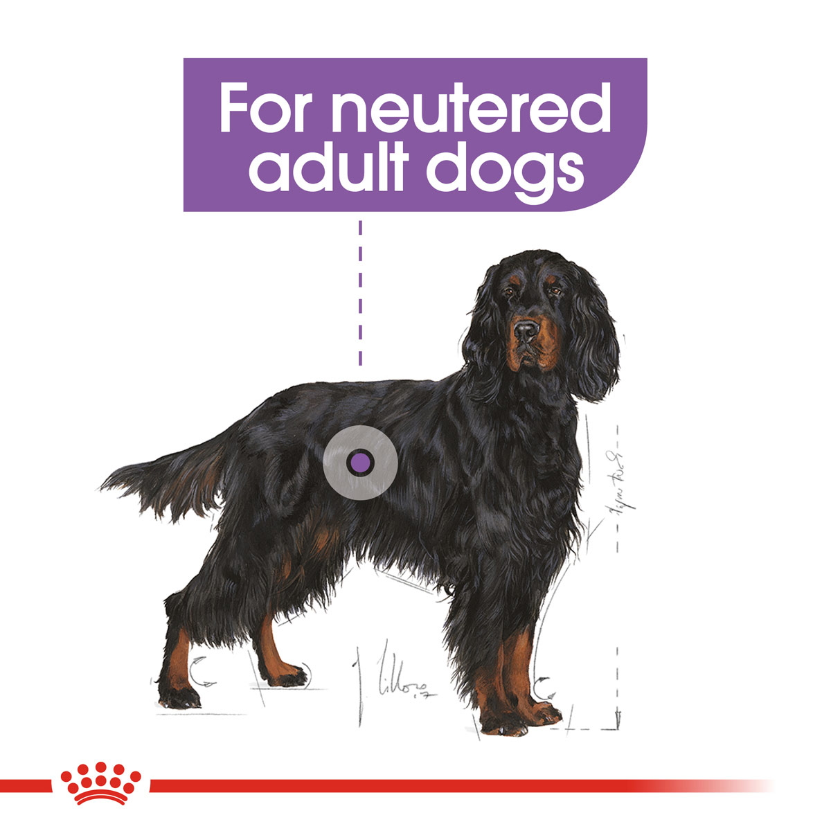 ROYAL CANIN STERILISED MAXI Trockenfutter für kastrierte große Hunde