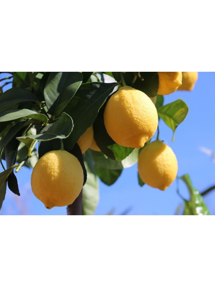 OH2 4er-Set Pflanzen Citrus Mix in Bunt günstig kaufen onesize