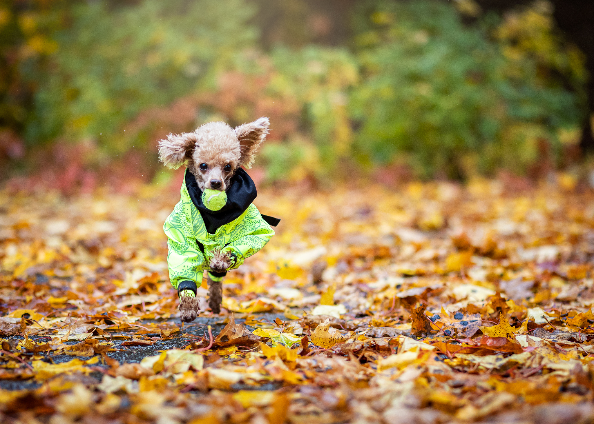 Paikka Hundemäntel Paikka Rain Suit neon 30 cm