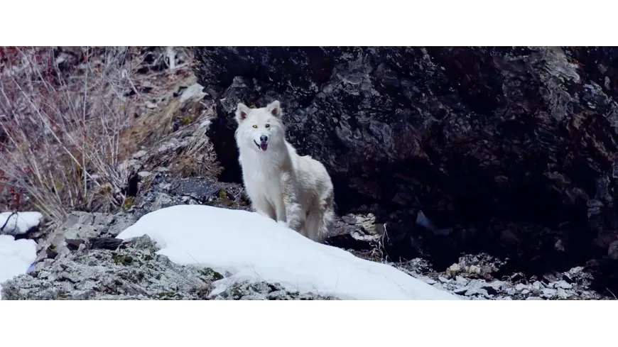 The Great Alaskan Race - Helden auf vier Pfoten
