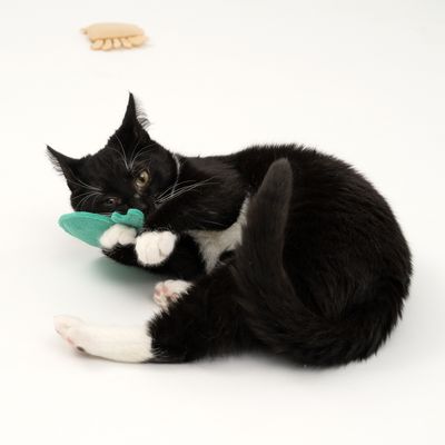 TIAKI Katzenspielzeug Set Ocean Gang mit Katzenminze