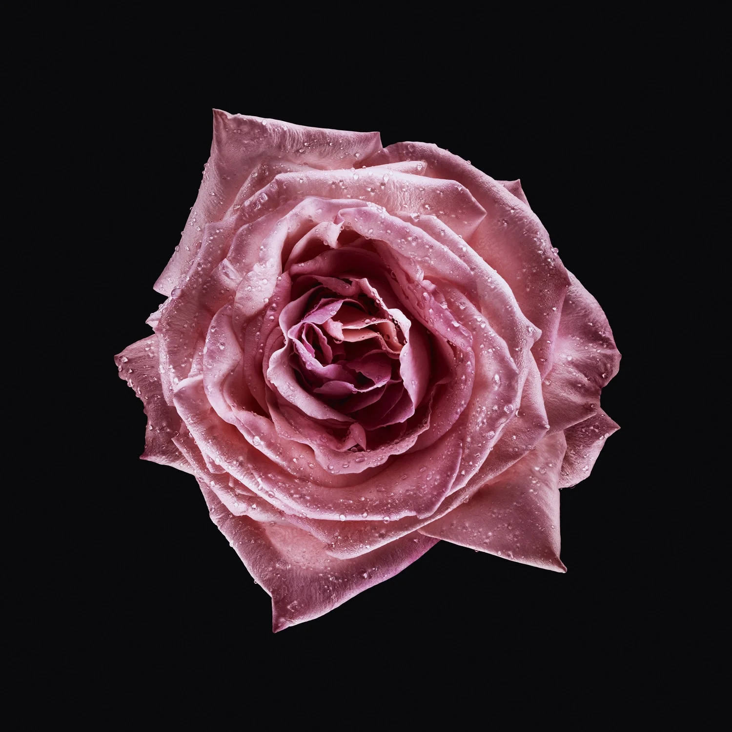 Armani Privé Les Eaux Rose Milano - Eau de Toilette, Eau de Toilette Unisexe