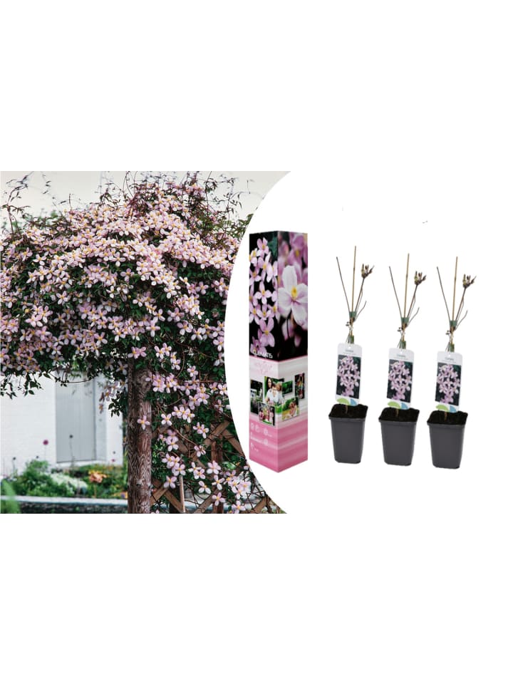 OH2 3er-Set Pflanzen Clematis montana Mayleen in Rosa günstig kaufen onesize
