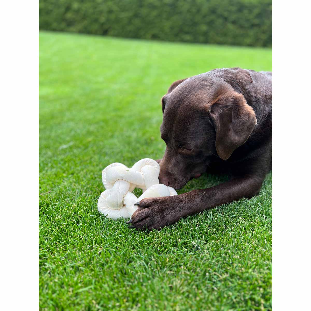 Aumüller Knoten Hundespielzeug beige günstig kaufen bei ZooRoyal