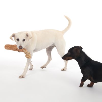 TIAKI Hundespielzeug Kork-Ast mit Seil