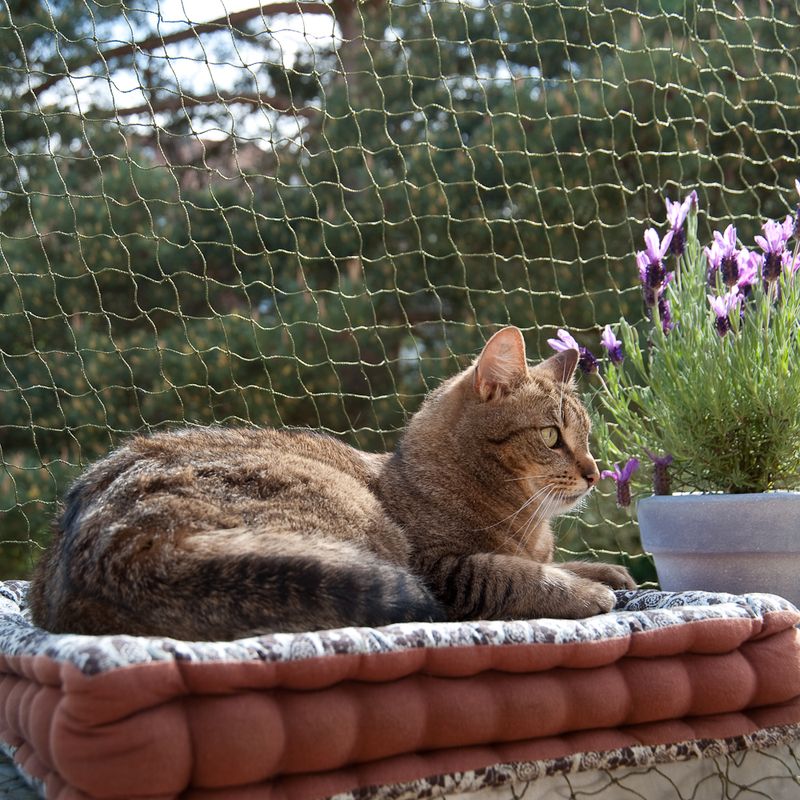 Katzenschutznetz mit Drahtverstärkung zu TOP-Preisen | bitiba %
