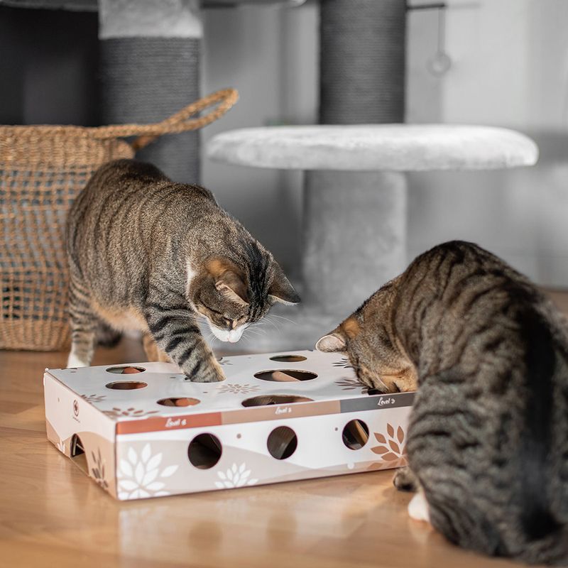 CanadianCat Company Intelligenzspielzeug MagicBox