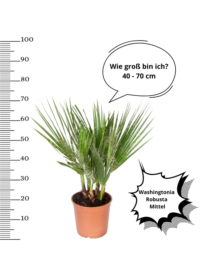 OH2 4er-Set: Palmenmischung in Grün günstig kaufen onesize