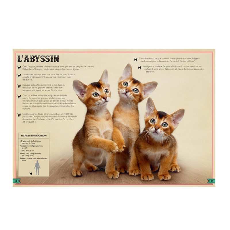 Livre Le livre extraordinaire des chats - Little Urban
