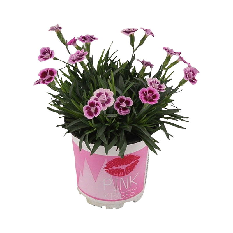 Nellik P12, pink kisses