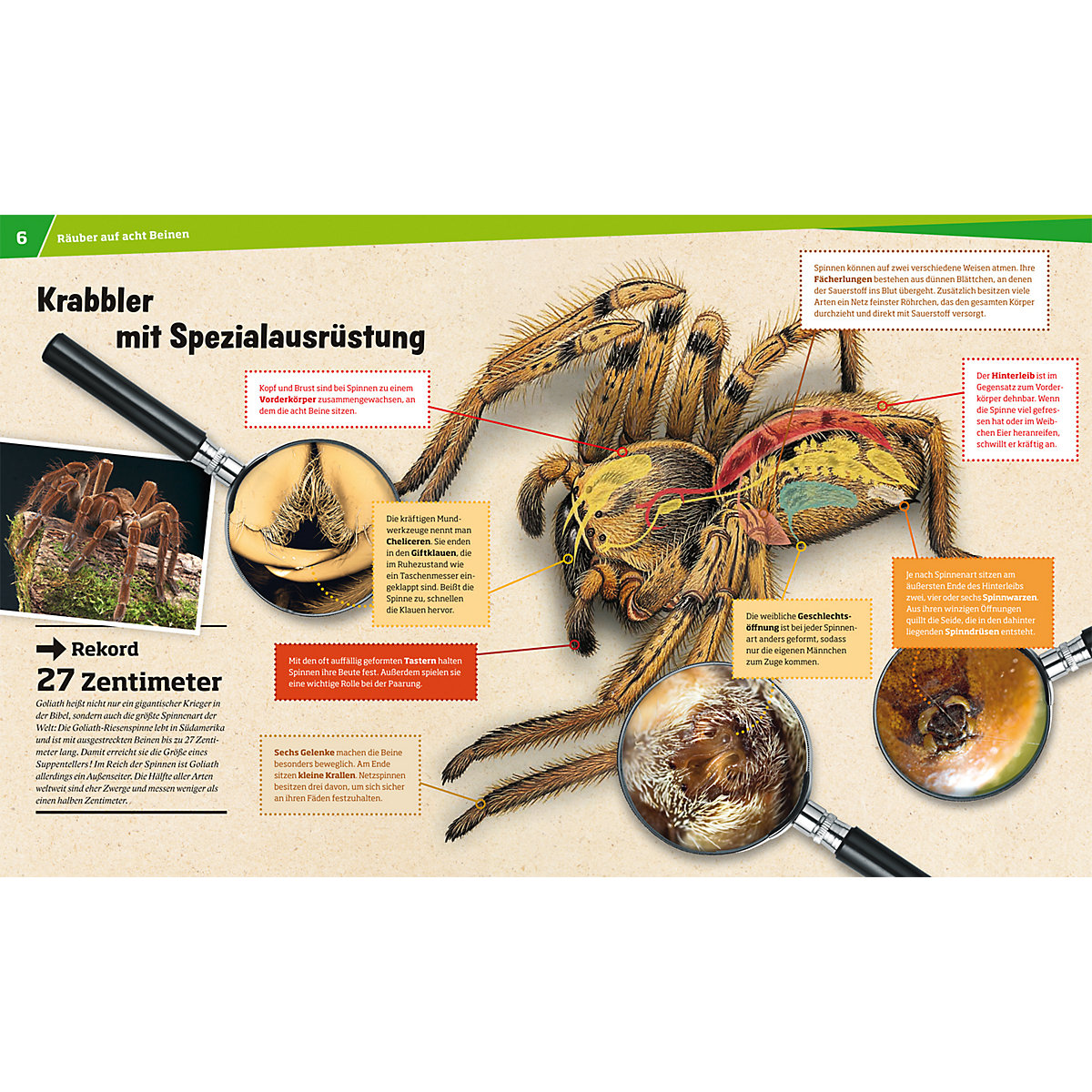 WAS IST WAS Spinnen, Band 73
