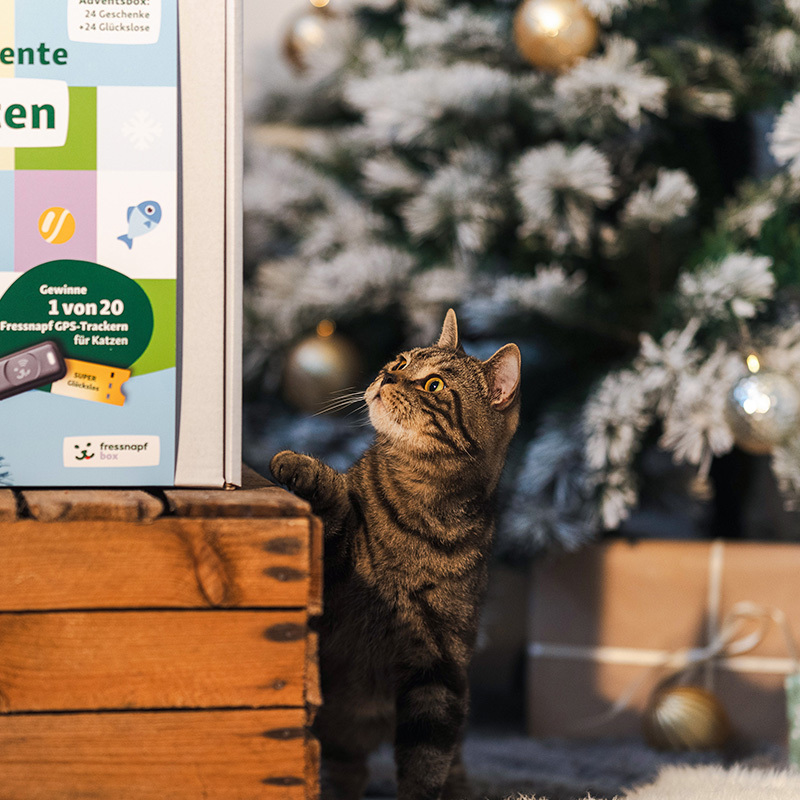 Fressnapf Nassfutter Fressnapf Adventskalender Katze