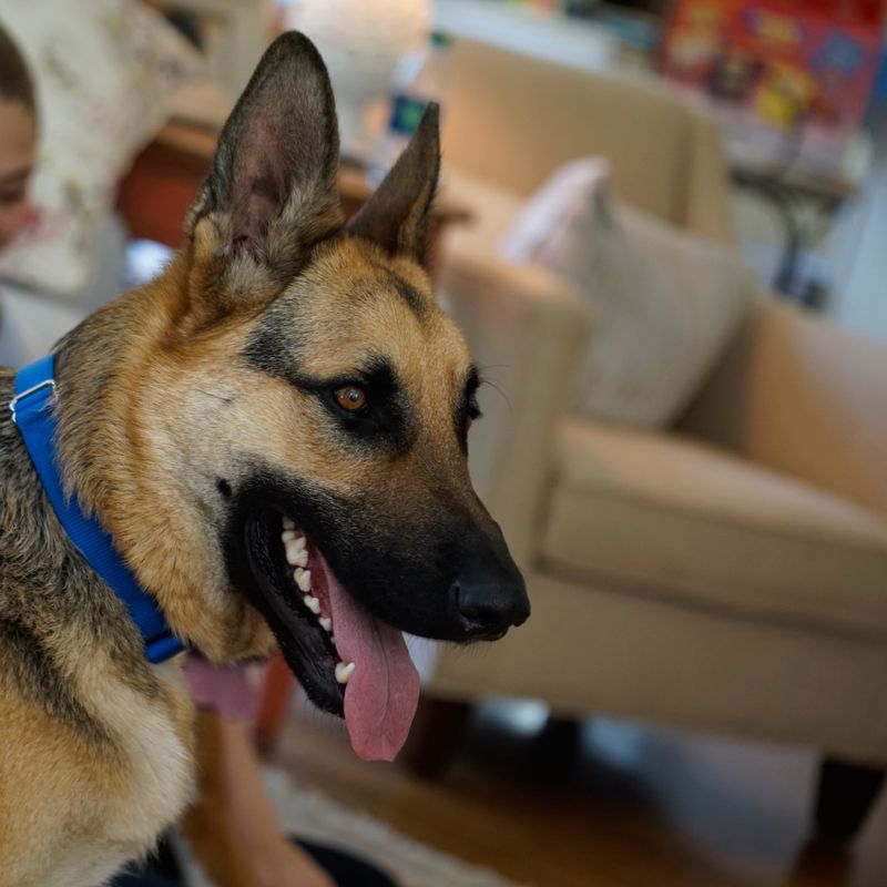 PetSafe Haustiertür für extremes Wetter zu TOP-Preisen