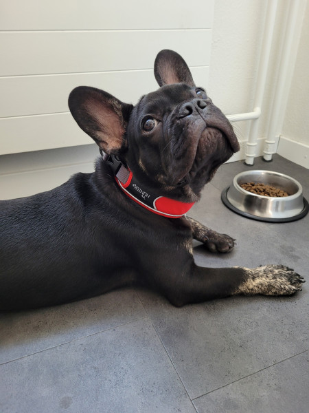 Hunter - Collar Divo - Hundehalsband