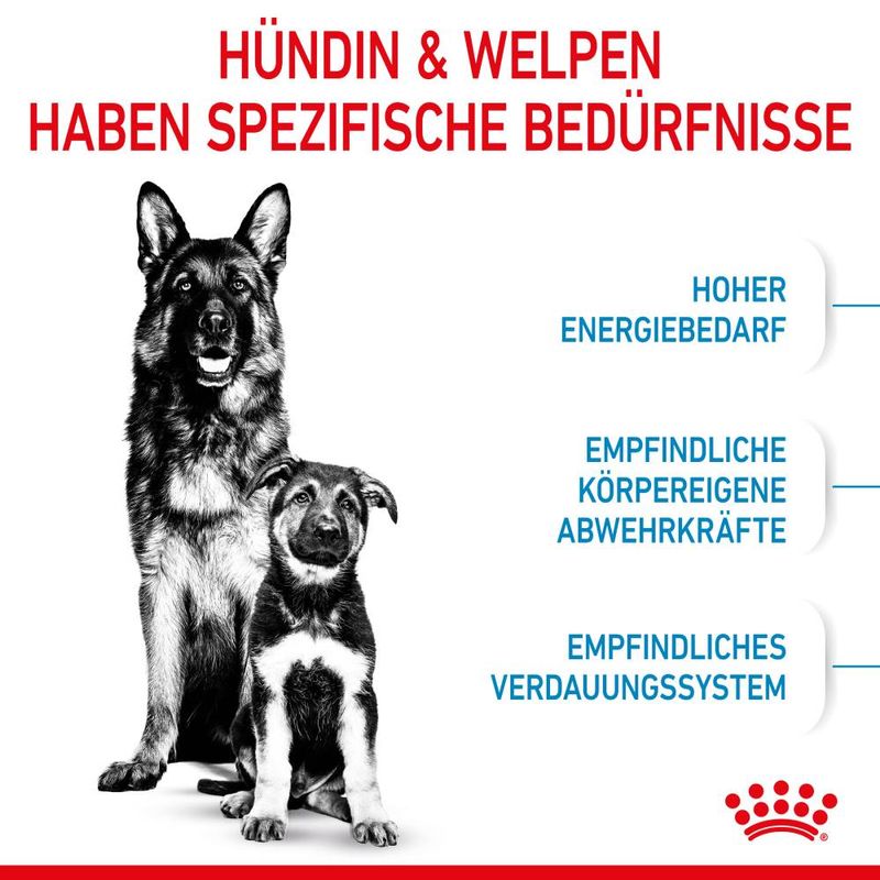 Royal Canin Maxi Starter Mother & Babydog zu TOP-Preisen | bitiba
