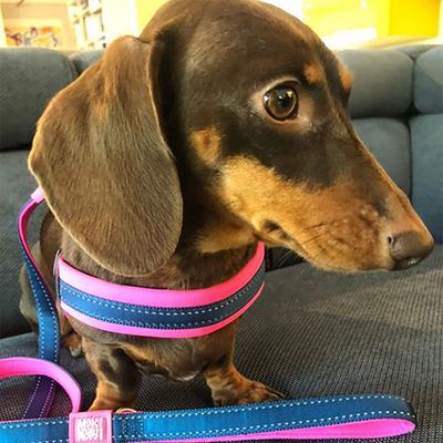 Max & Molly Q-Fit G﻿eschirr Matrix Pink