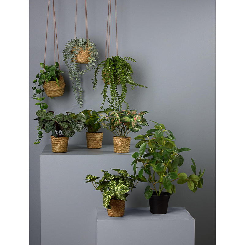 Home Grønnplante 25 cm m/kurv
