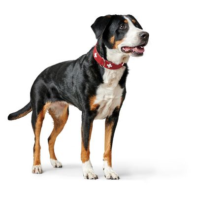 HUNTER Halsband Swiss