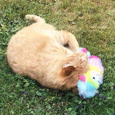 Aumüller Katzenspielzeug Alpaka Angie