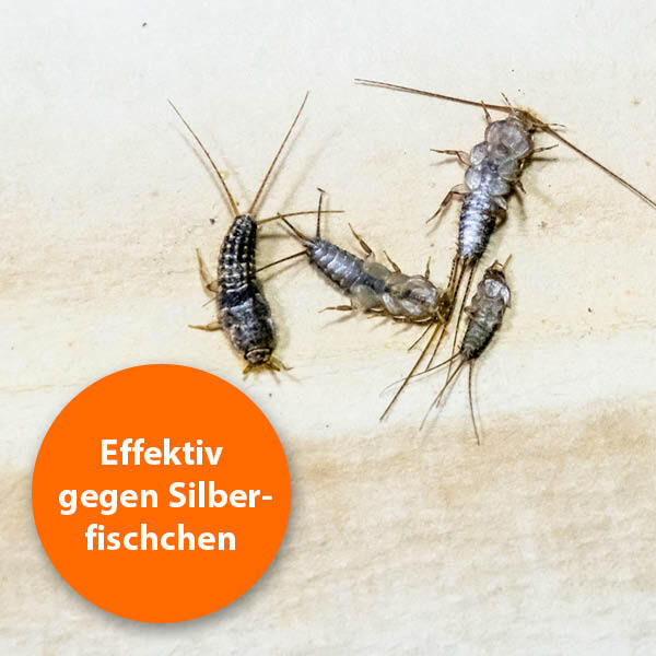 Ardap Zubehör Ardap Silberfischchen Zerstäuber 500ml