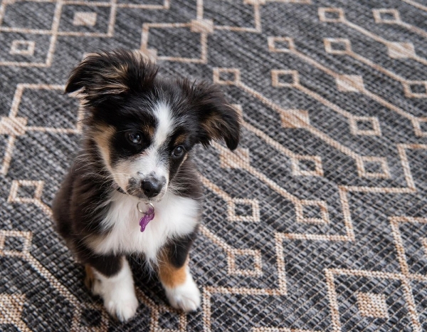 MyFlair Carpet 