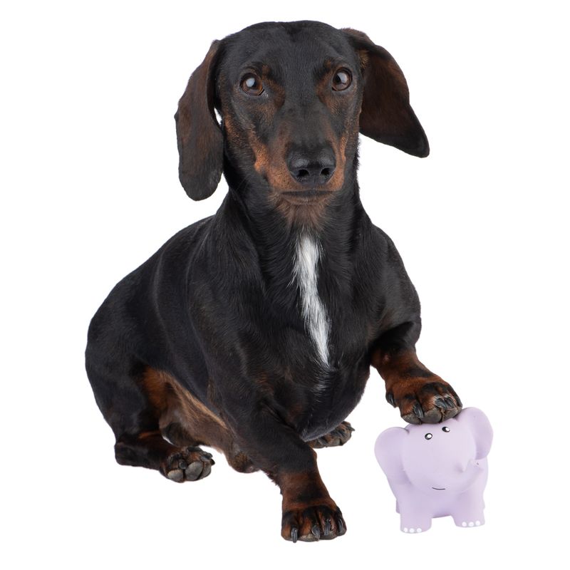 Hundespielzeug Latex Elma zu TOP-Preisen