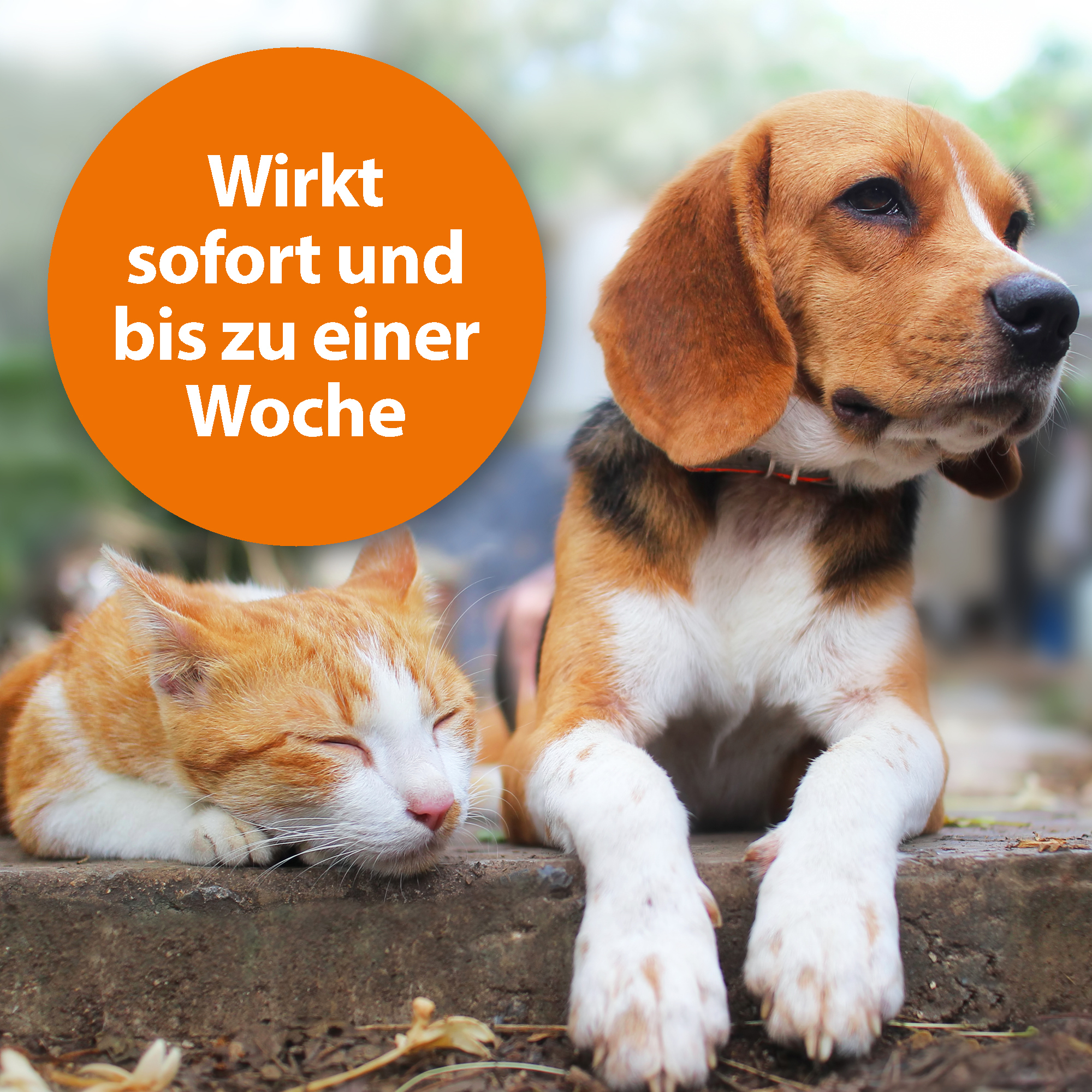 Ardap Floh- & Zeckenmittel Ardap Zecken- und Flohpuder 150g